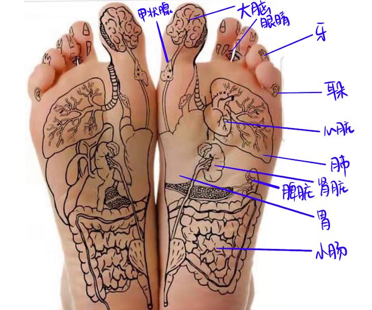 都会在脚底找到反射穴位其实人的任何气脏有了问题就是人体器官组织