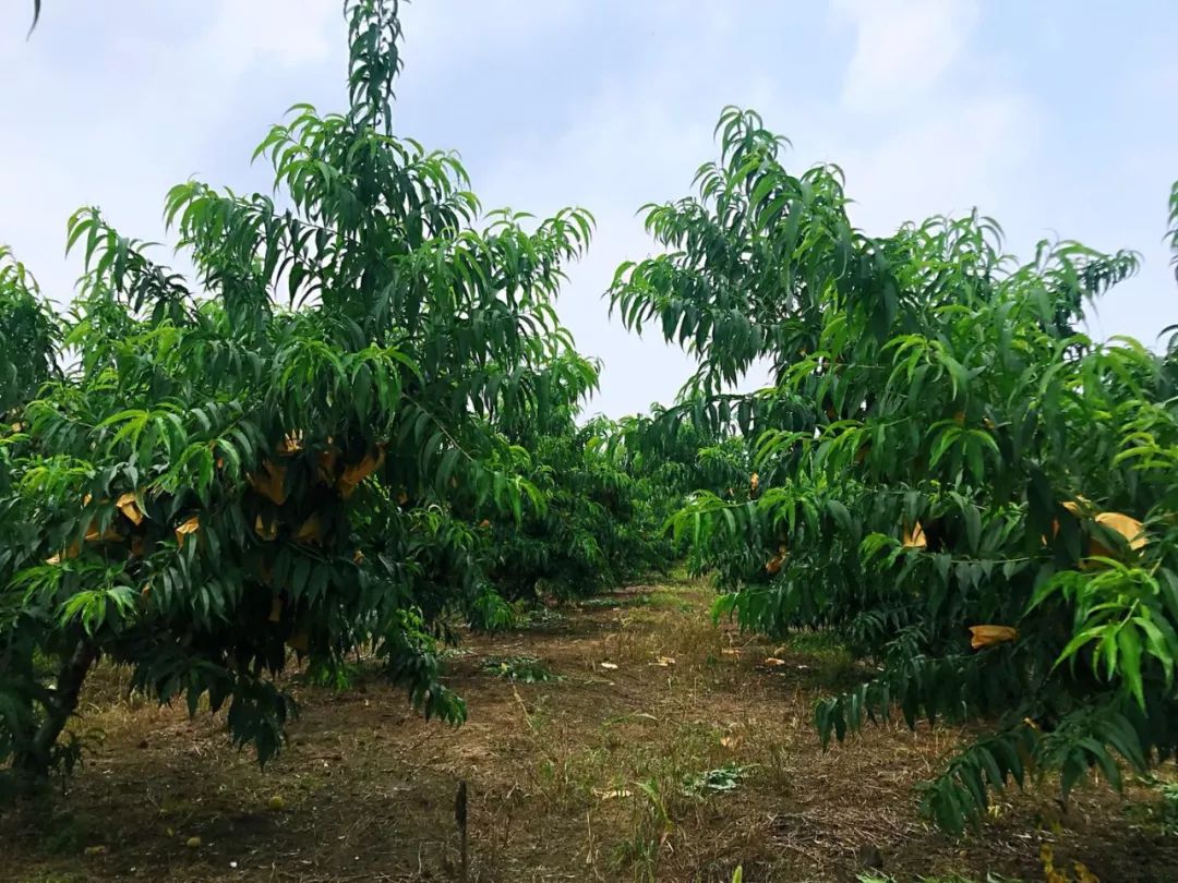 海安规模化紫桃园盛大开采原价10元斤的无锡湖景水蜜桃现价只要6元斤