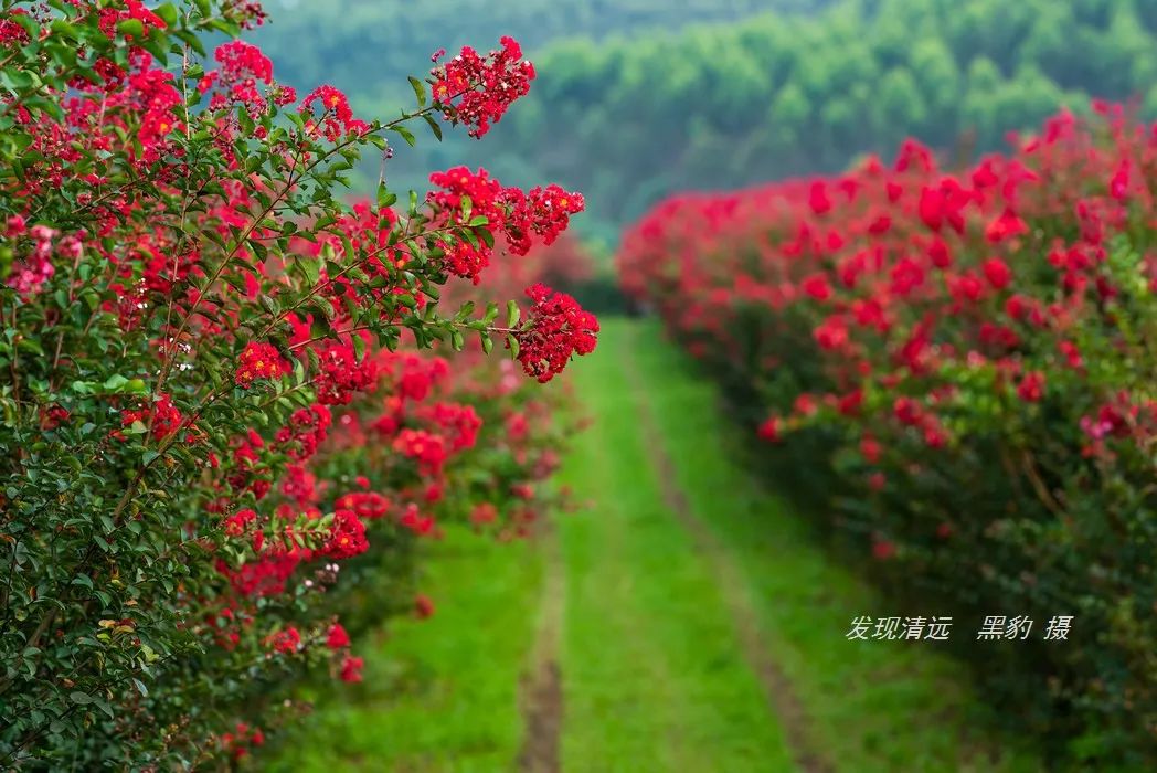 清远市区近郊10万株紫薇花正默默怒放关键是免费观赏