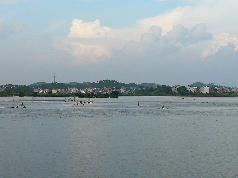 江西鄱阳珠湖非法围湖养鱼污染水源当地回应肯定要清掉