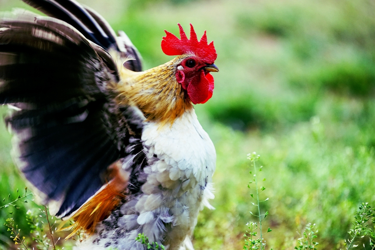 蛋鸡产蛋期饲养技术干货