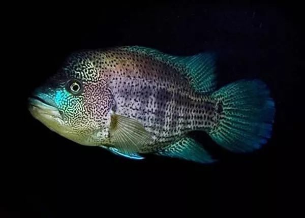 每日一鱼 | 道氏火口,性情异常凶猛彪悍的中美慈鲷!