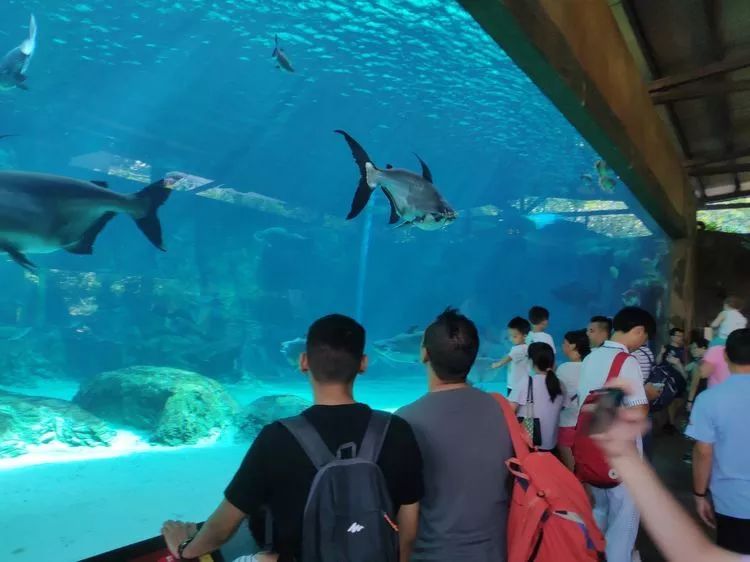 狮身鱼尾琼楼秀夏阳椰风满庭花汕头市潮阳实验学校初中部夏令营新加坡