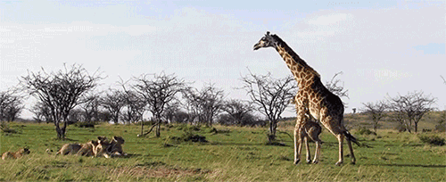 500_204gif 动态图 动图