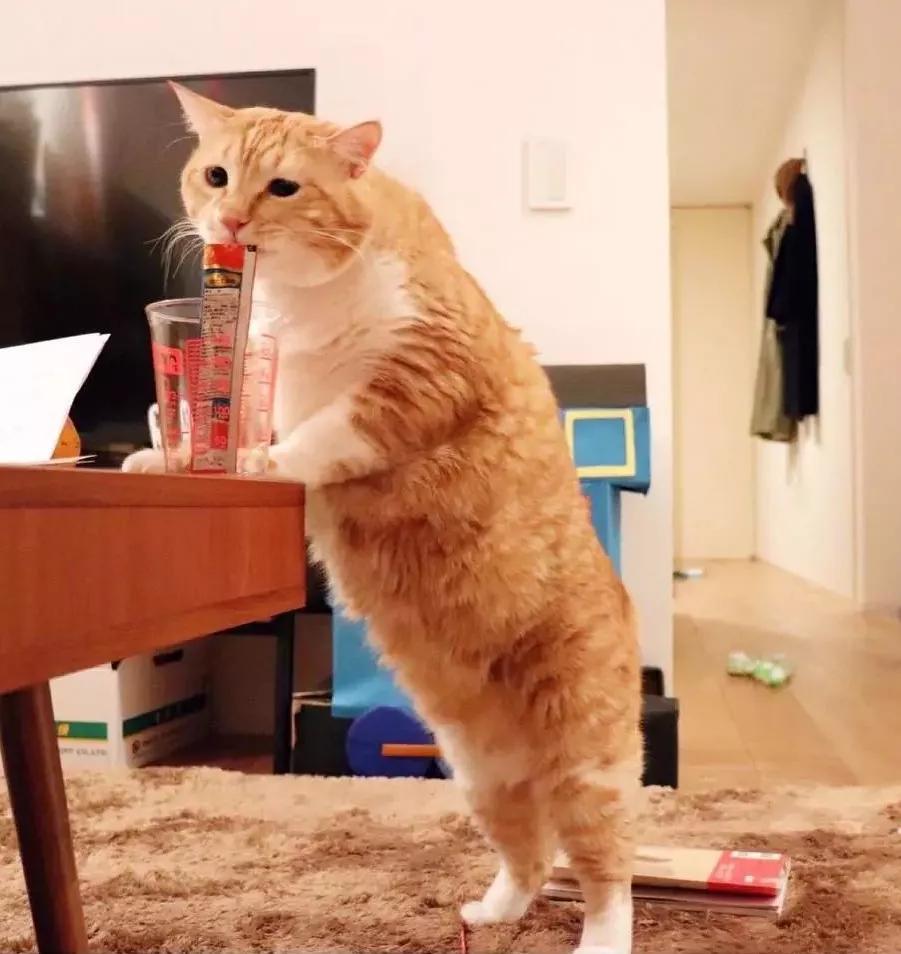 来自肥橘灵魂拷问橘猫吃啥不容易胖
