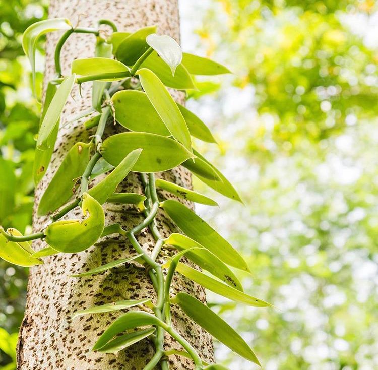 梵尼兰种植图片