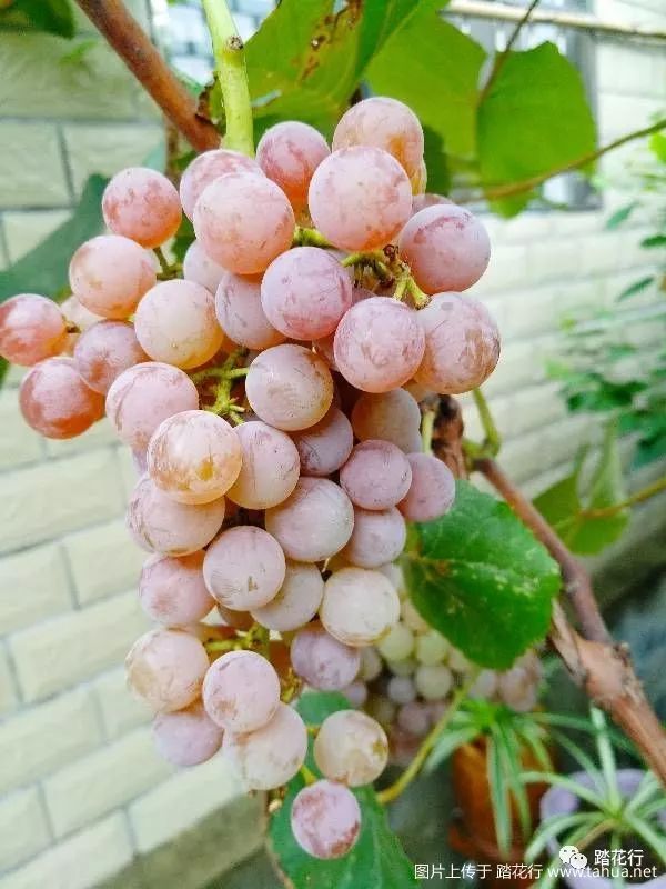 新手种葡萄寒香蜜初长成