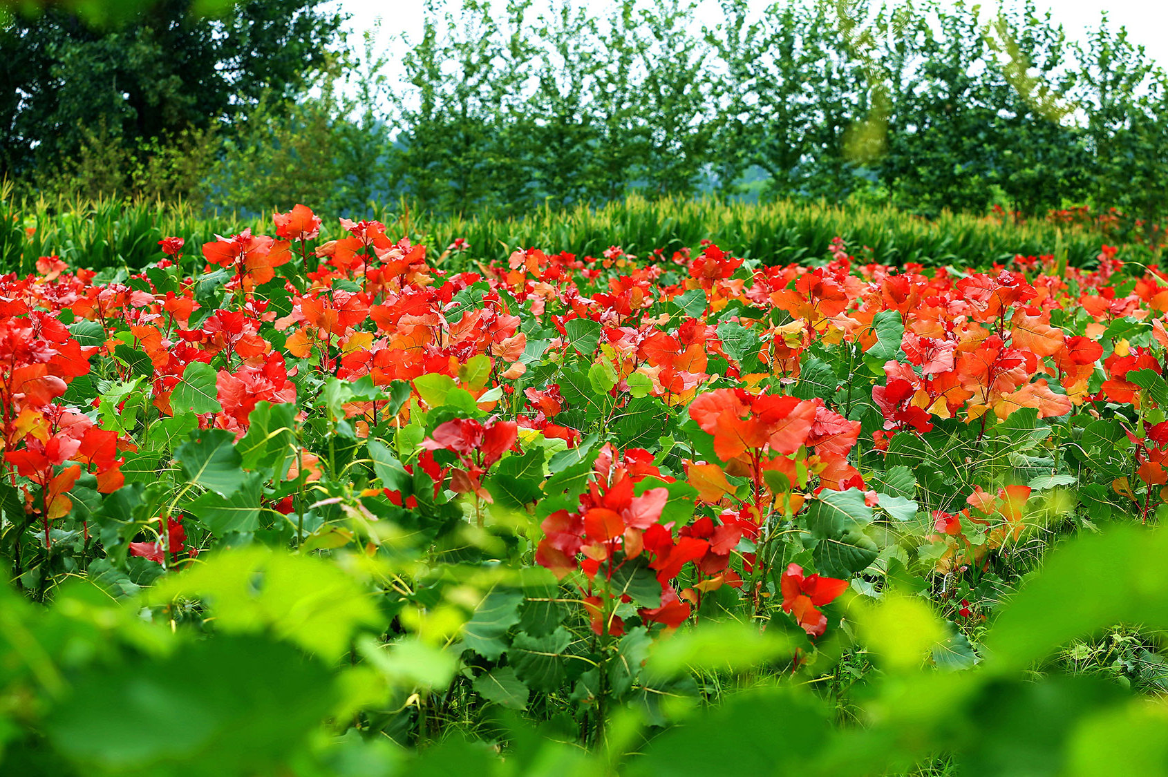 冠红杨田园综合体最佳应用树种