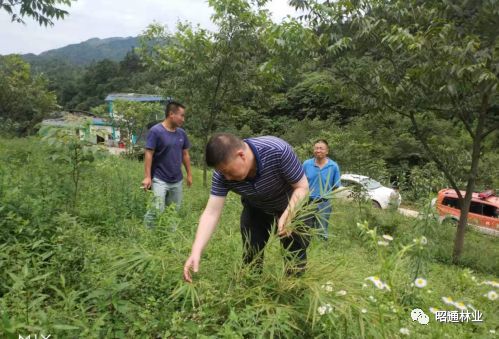 市林草局到