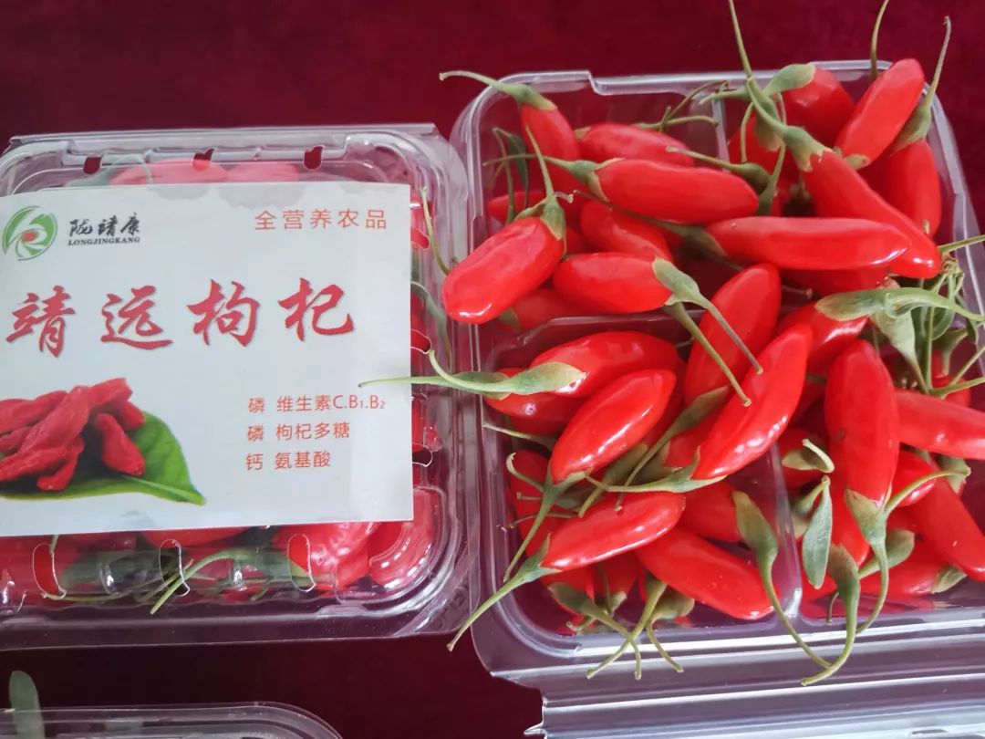 枸杞红了靖远北八乡火了