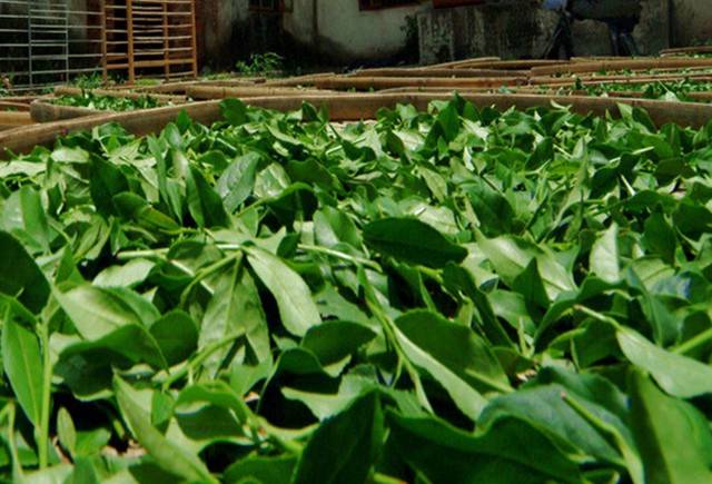 恰特草有提振精神的作用,可嚼食,也能晒干磨成粉,但是恰特草的茎叶