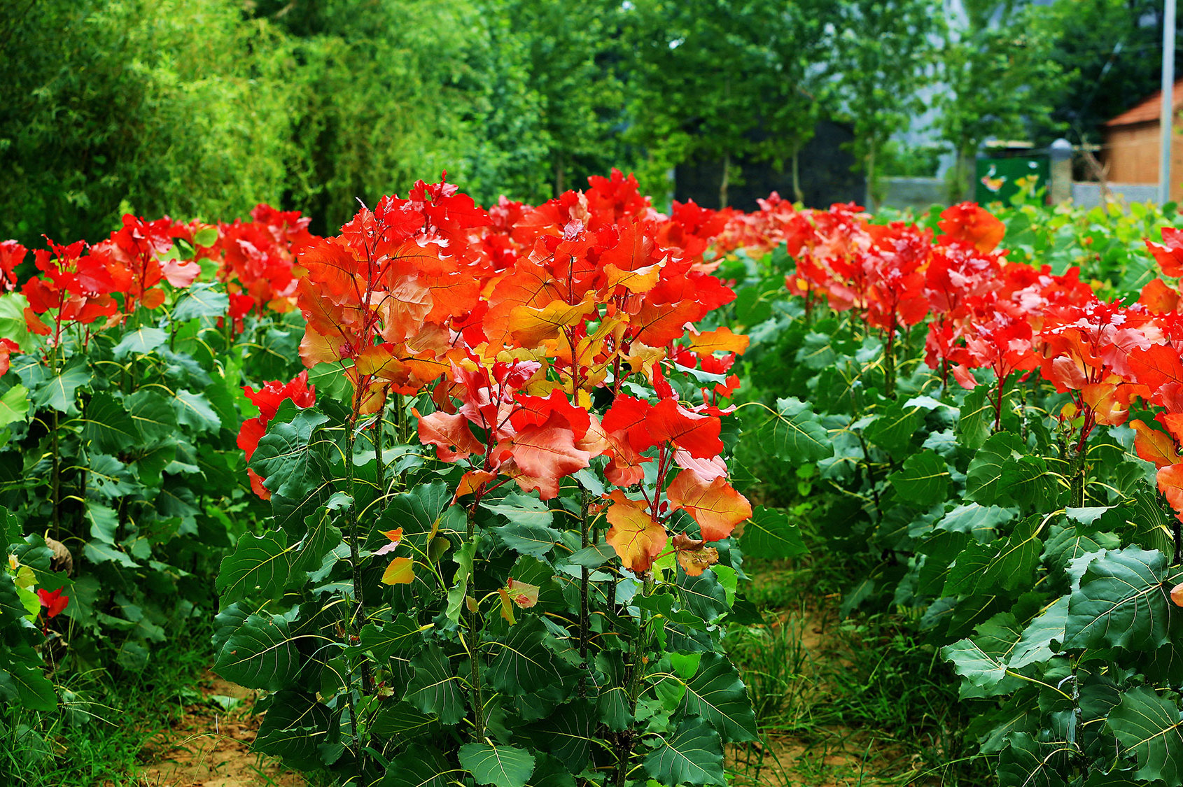 冠红杨环境美化最佳彩叶树种