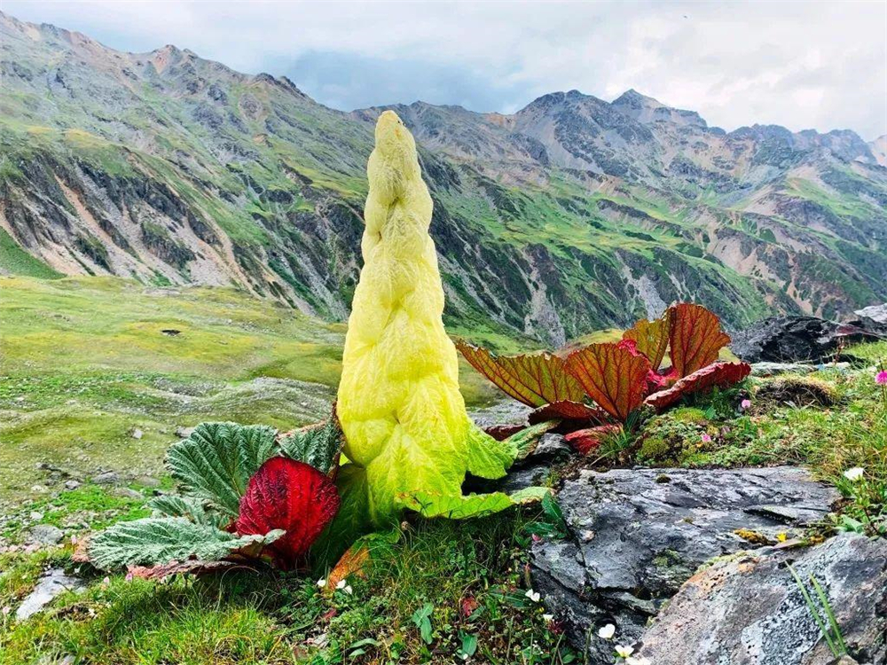 喜马拉雅山有种植物 一生只开一次花 靠苞叶才在高原生存下来 生命