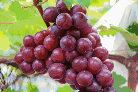 美味葡萄即将突袭你的味蕾!