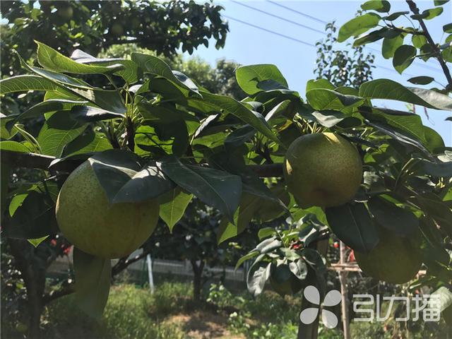 樹山翠冠梨今起開始採摘上市將持續到8月15日左右