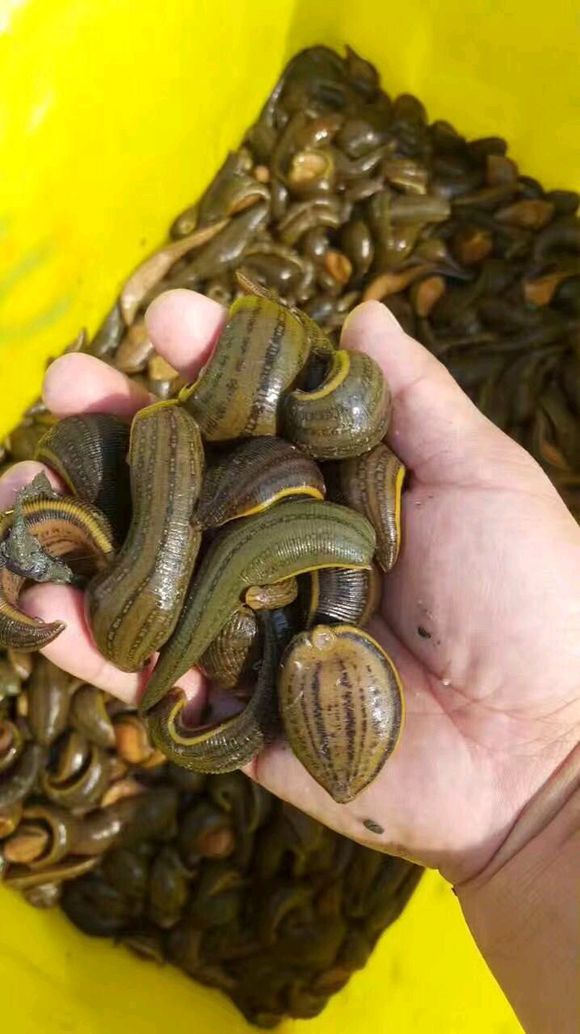 什么才被称为河里的软黄金来看看百亩田的特色养殖