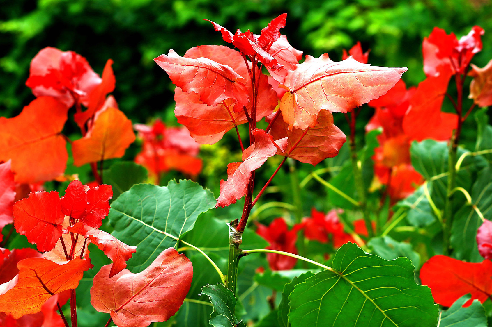 冠红杨生态旅游专用树种