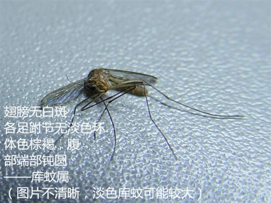 一早被大波蚊子尸体亲切问候究竟发生了什么