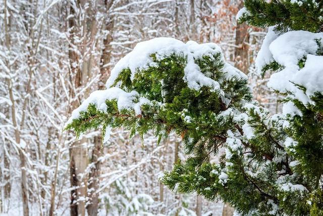 雪压松柏图片,雪压青松图片_大山谷图库
