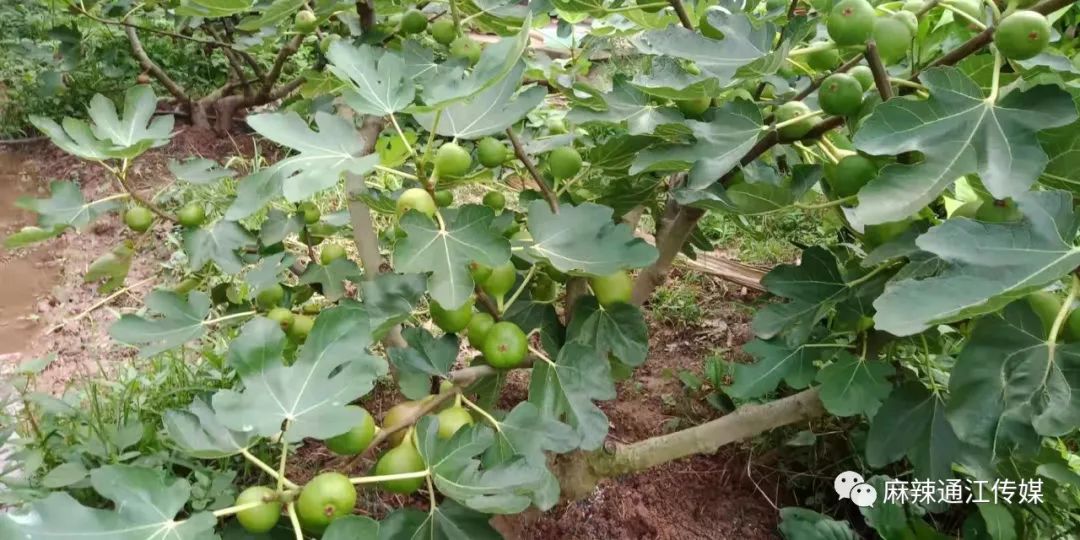 她家的葡萄熟了,怎么就成了抢手货?_苟利群