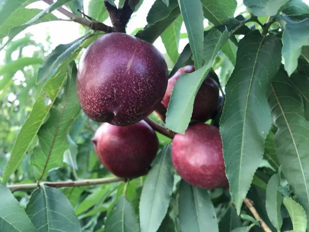 海安规模化紫桃园盛大开采原价10元斤的无锡湖景水蜜桃现价只要6元斤