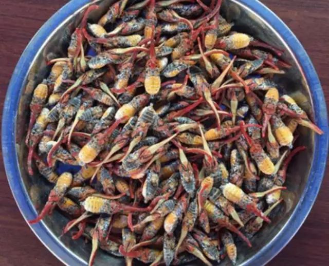 在从化的龙眼鸡爆炒据说很补你敢吃吗