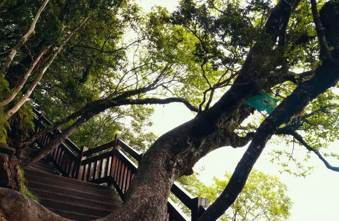 鸟鸣在耳,山泉叮咚,山风拂过树梢,脚下苔痕上阶绿,眼前林间草木深.