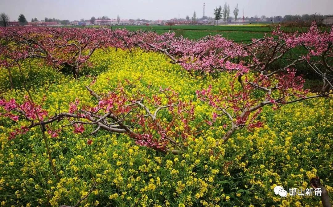 邯郸樱花园图片