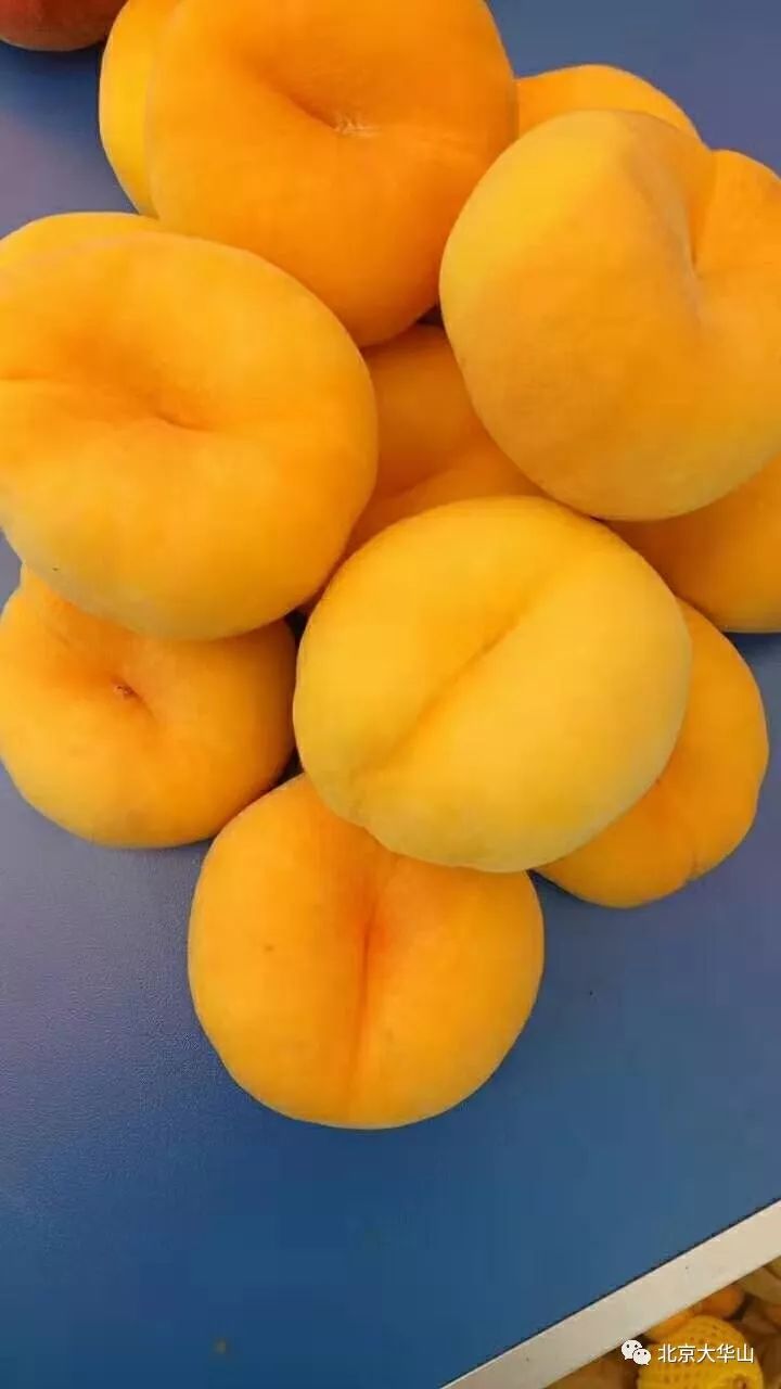 美丽平谷 | 大华山镇:仙桃采摘甜蜜开幕!_蟠桃