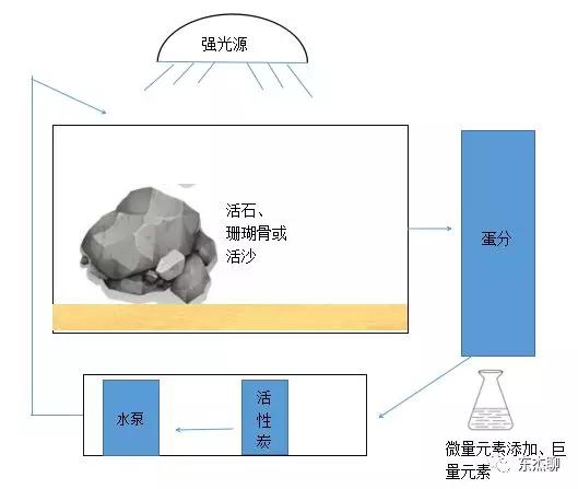 海缸新手宝典:柏林系统的演变发展