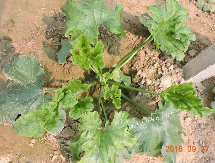 西葫芦花叶黄叶,缩头不长,怎么办?