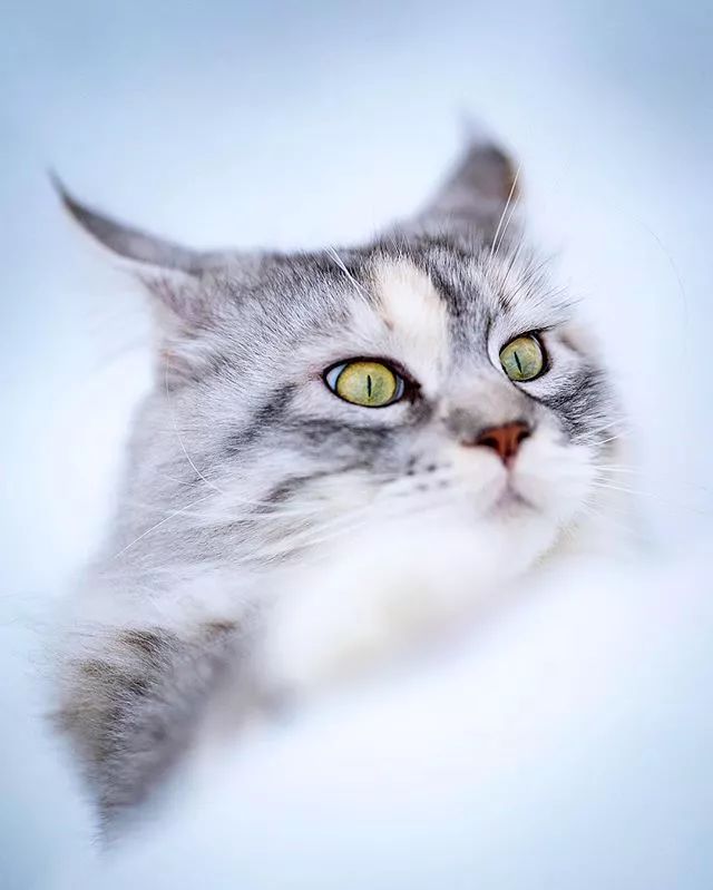 来自挪威的大猫威风凛凛的样子把我帅到了67676767