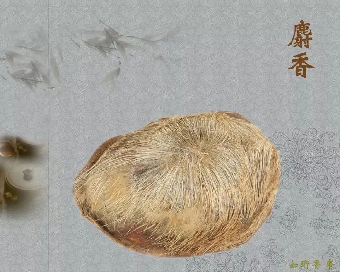 每天学一味中药麝香