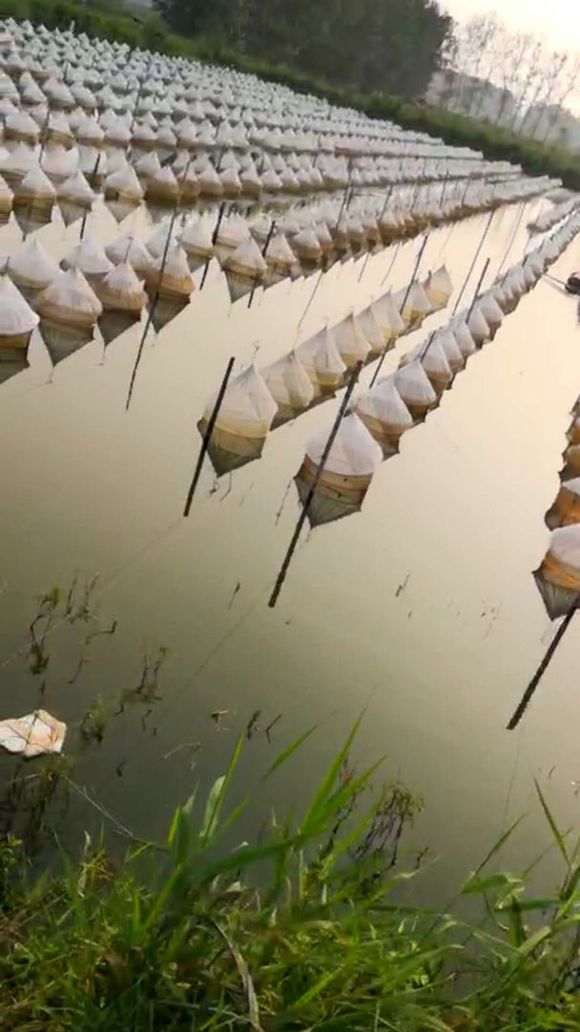 养殖水蛭好不好养百亩田基地为你蛭富大门