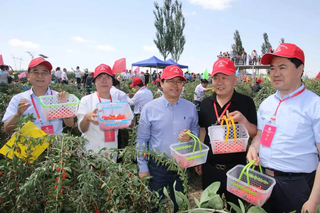 枸杞紅了靖遠北八鄉火了