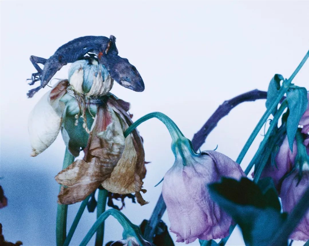 荒木经惟镜头之花治愈乐园