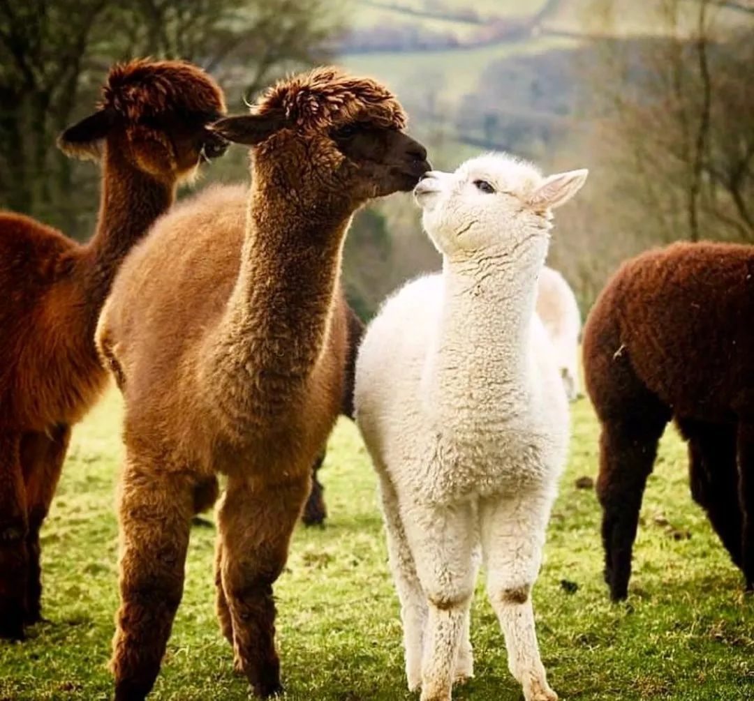 在马丘比丘数着全世界最呆萌的羊驼是一种怎样的体验