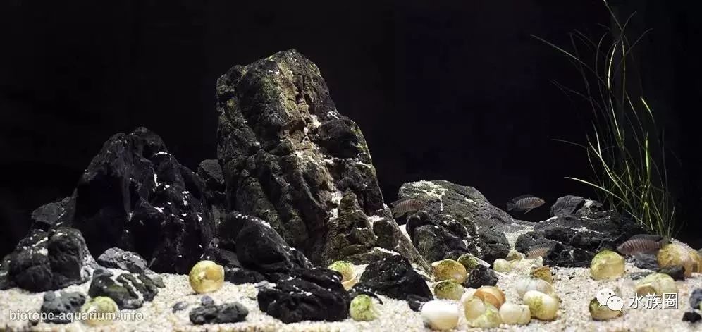 造景分享:卷贝造景参考,美即是所见!