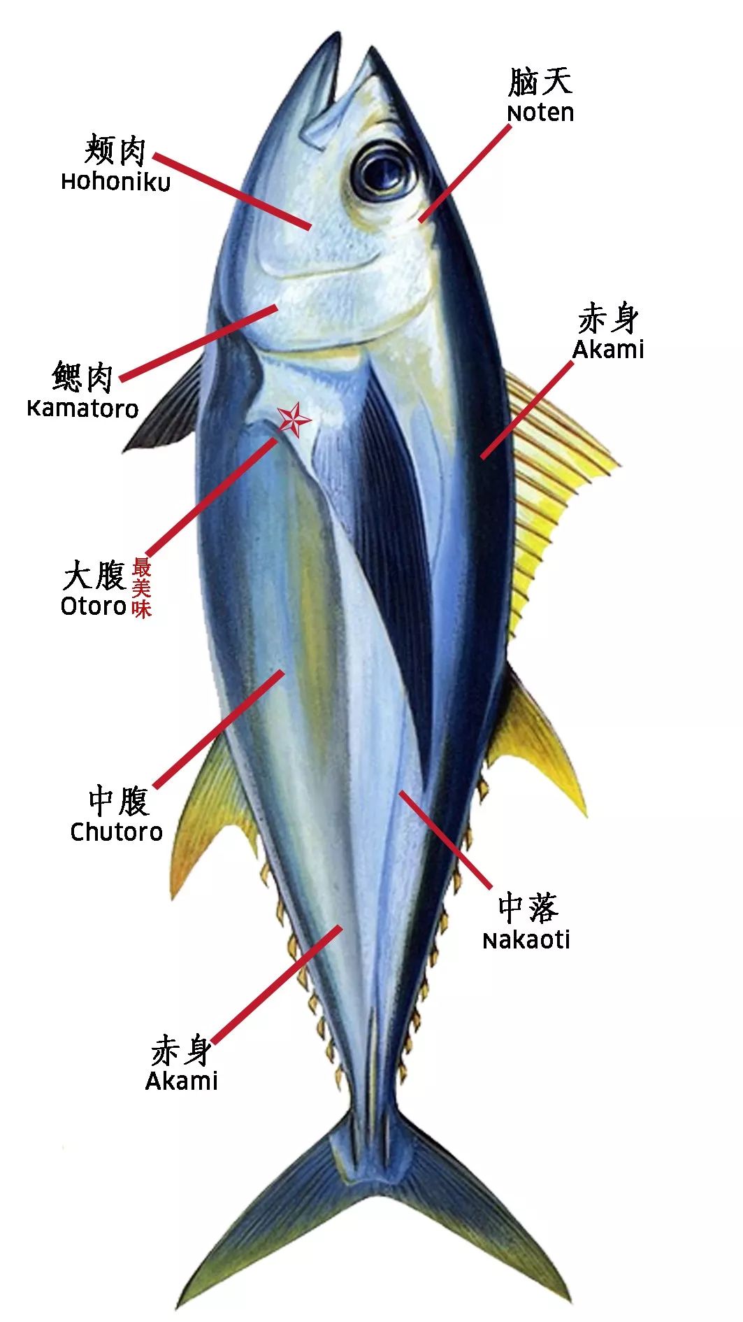 金鱼身体部位介绍图片