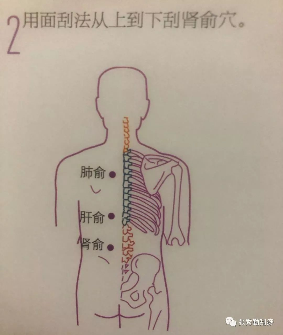 背上刮痧器官对应图图片