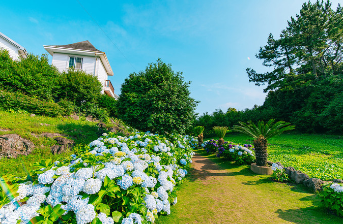 拿着国际驾照畅游韩国济州岛-济州香草花园