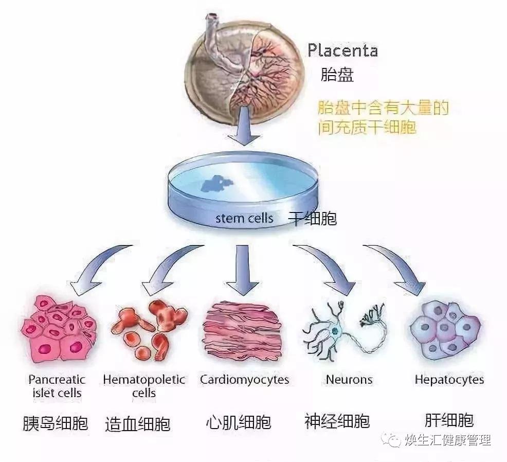 看到胎盘有这么多医学价值,你还会吃掉胎盘吗存储胎盘干细胞,选焕生汇