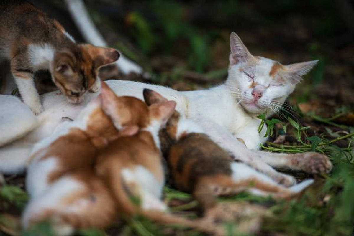 原创为什么猫妈妈会突然吃掉小猫?这4种行为,请不要再忽视了!