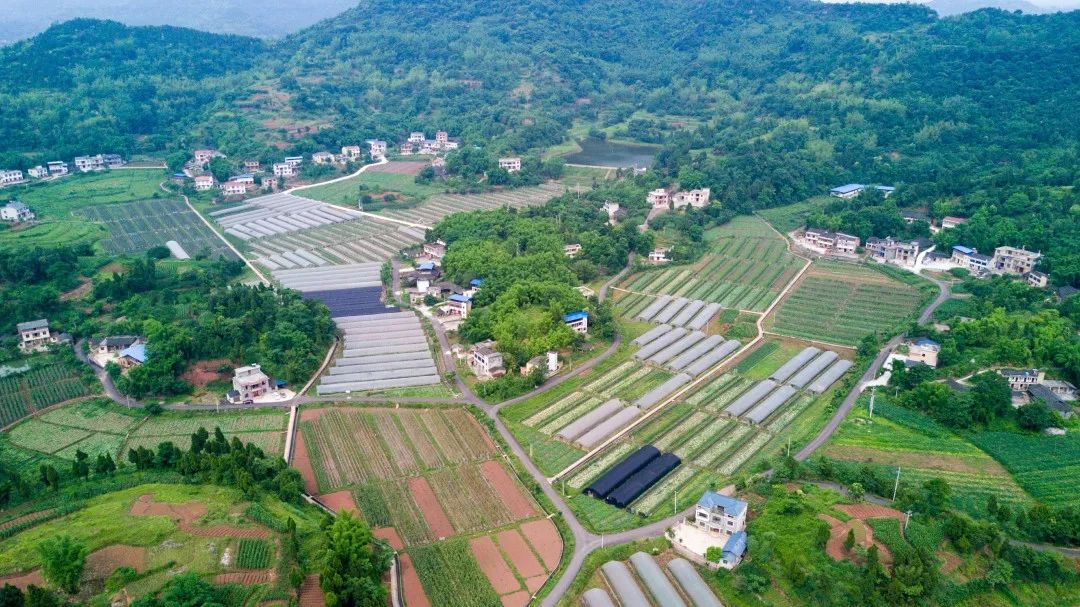 魅力回龙行高粱旅游文化节首届重庆市大足回龙回龙镇红高粱产业回龙始