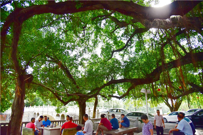 佛山这个古村300年大榕树树生根根成树一树成森林可坐500人乘凉