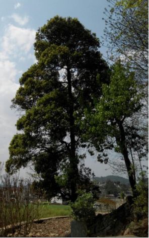 家乡那棵檬子树