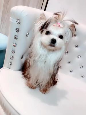 约克夏雪白银小宝宝已经9个多月喽iamaboy