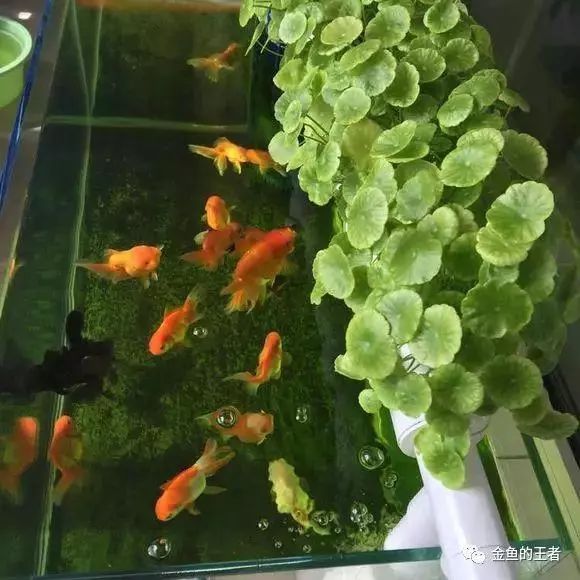 铜钱草才是"养鱼"大户,特殊的"共生",一个爆盆,一个爆缸"_鱼缸