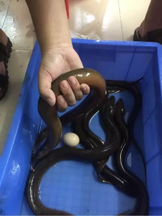 在有水且湿润的泥洞里,常能钓到这样眼馋的野味