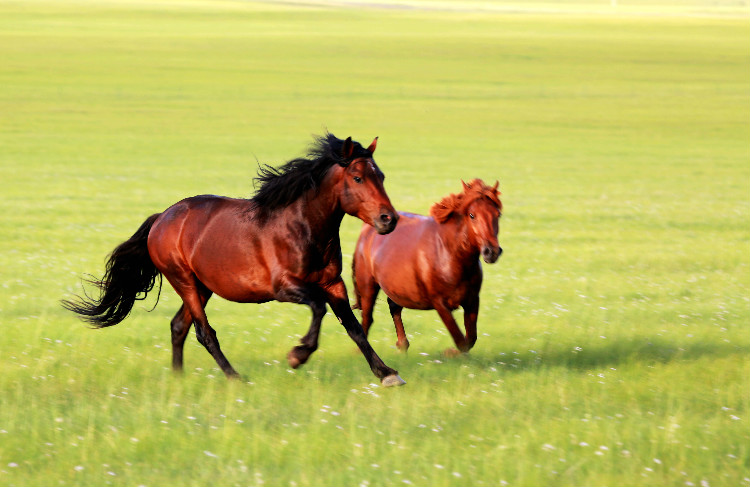 成吉思汗察罕苏力德草原向世界游客发出邀请免费露营吃烤全牛